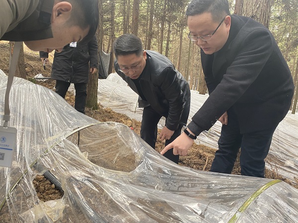 銅仁城交集團(tuán)黨委委員、副總經(jīng)理趙天勇一行赴石阡縣檢查羊肚菌基地種植情況